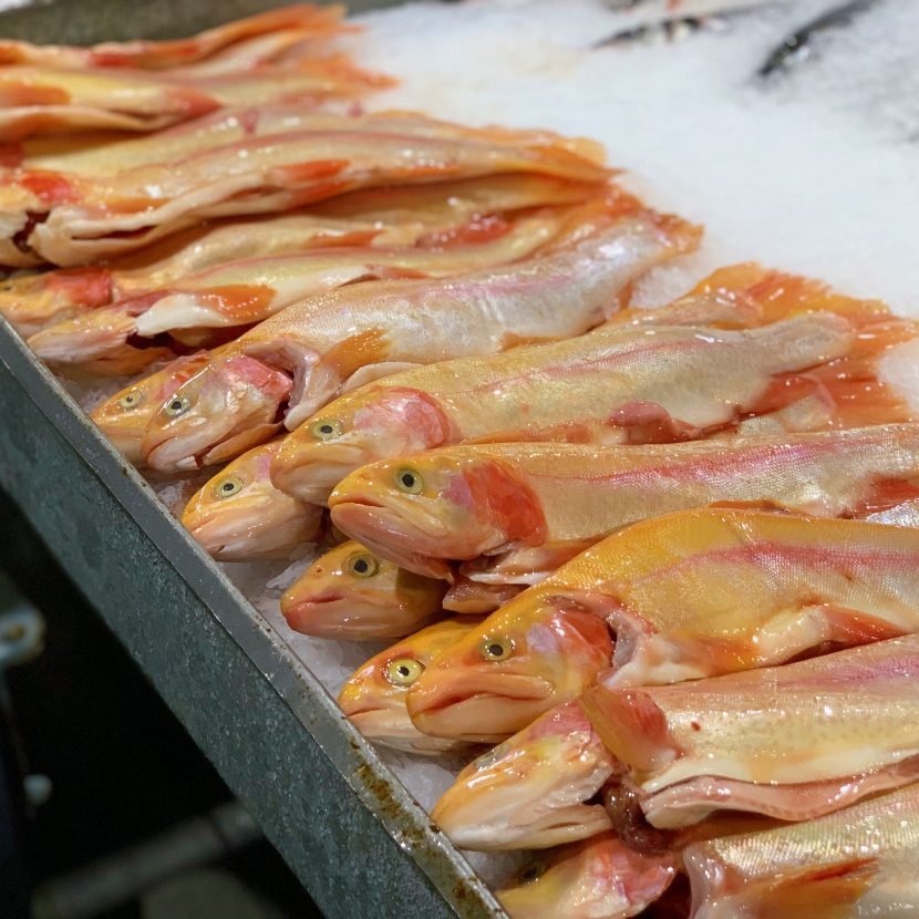 Golden Trout