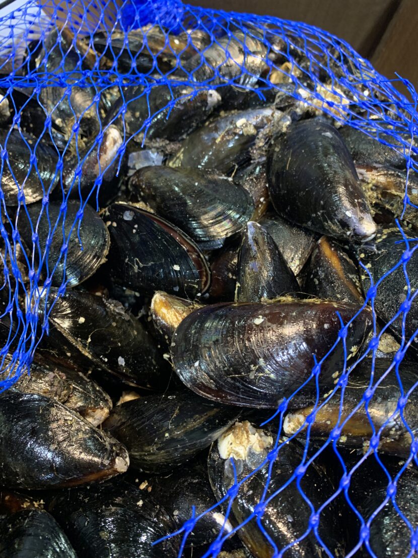 Black Mussels