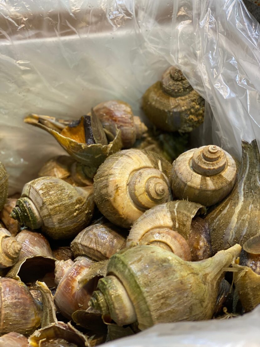 Conch