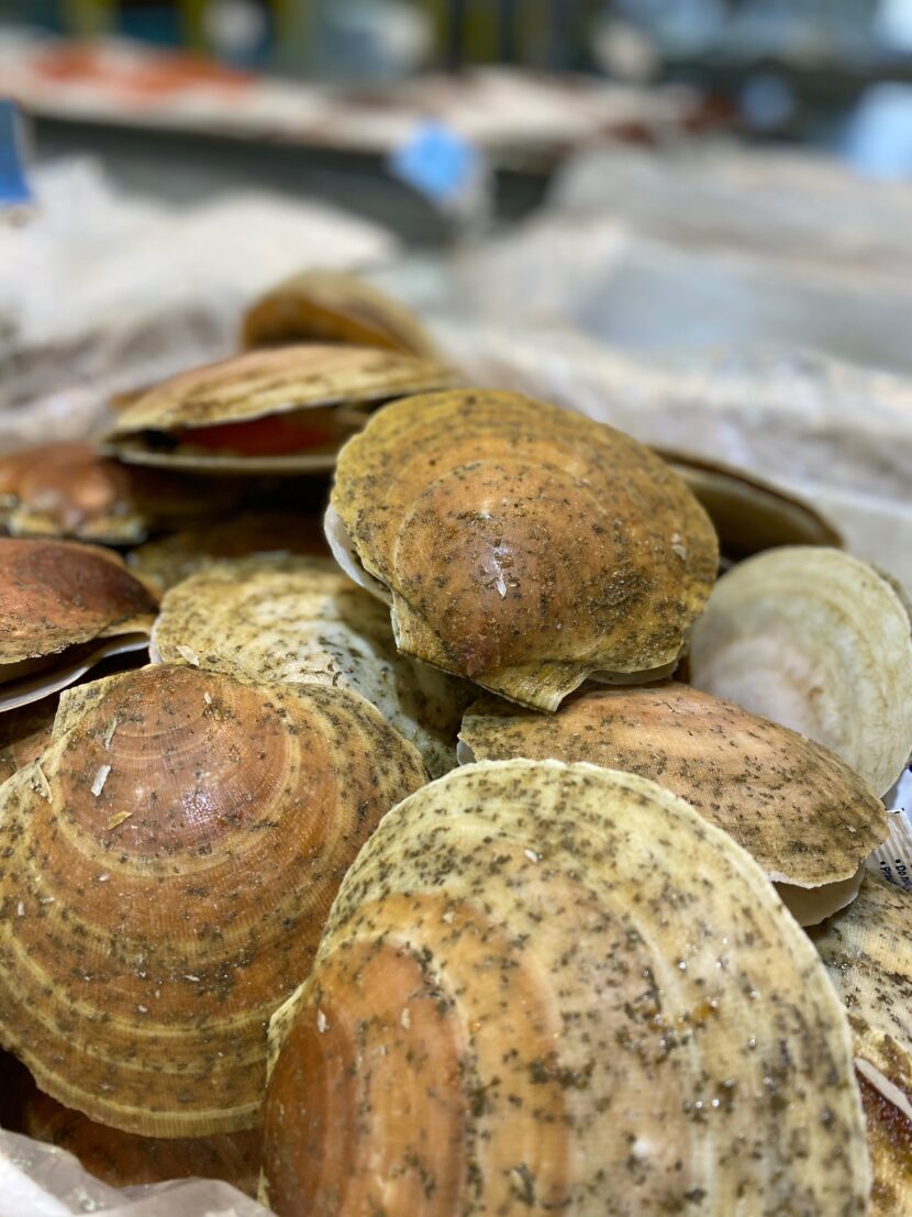 Live Scallop
