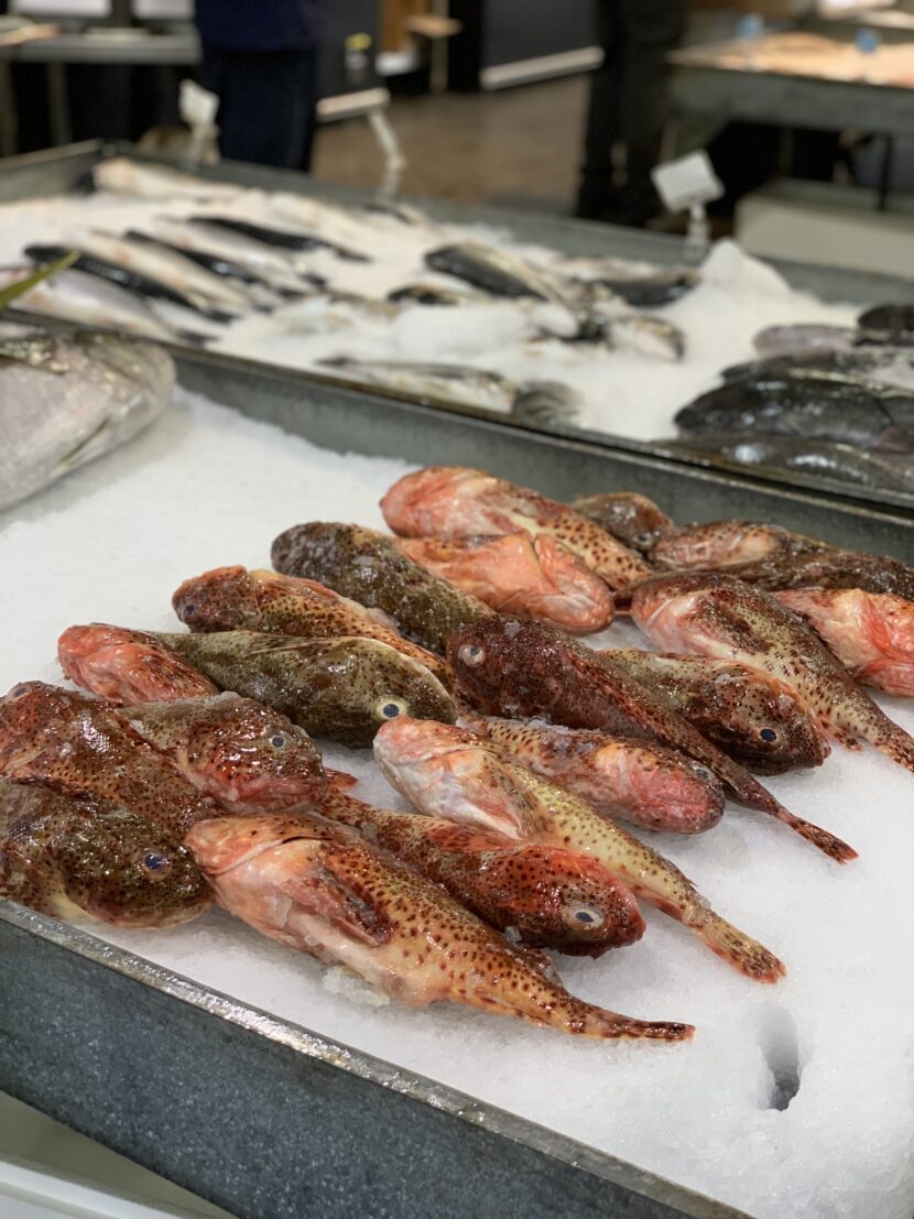 Sculpin