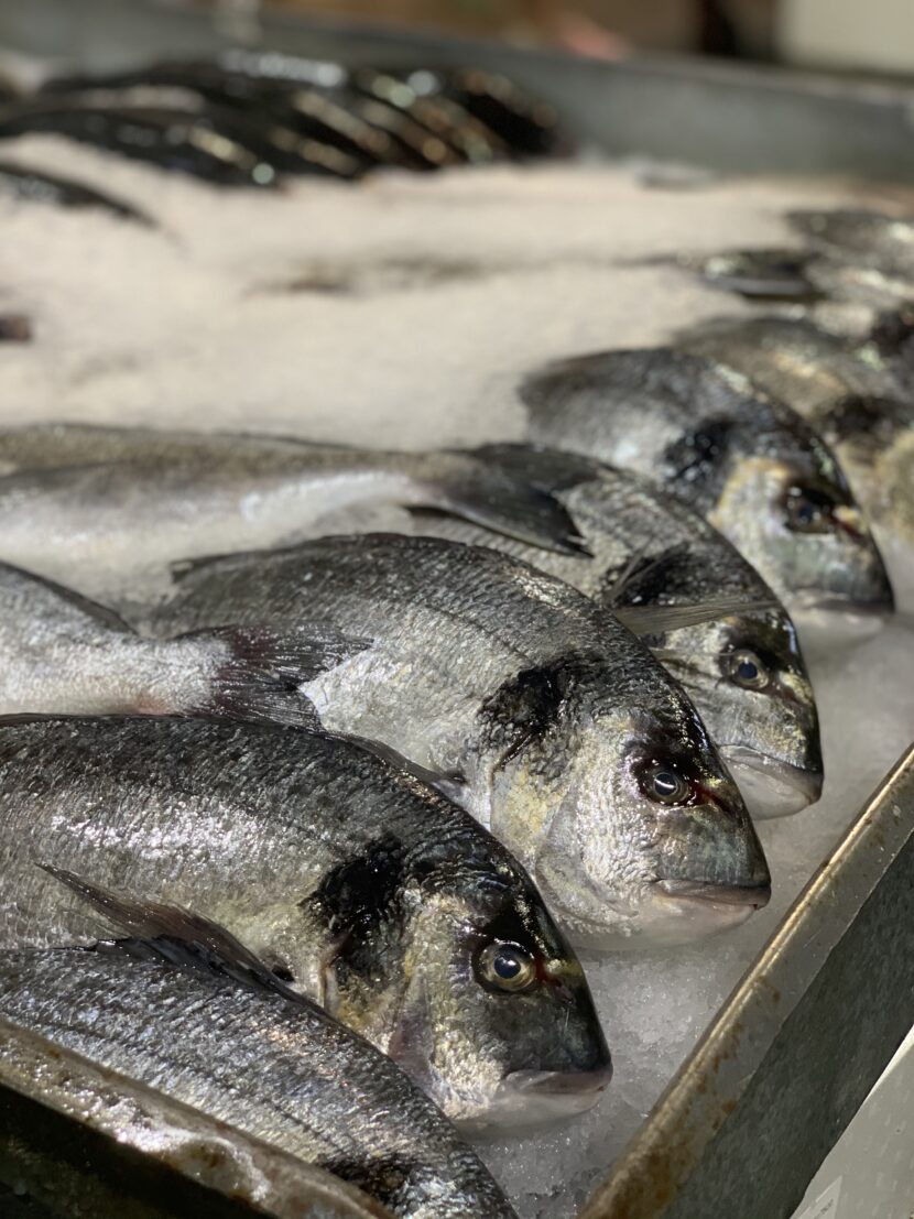 Sea Bream