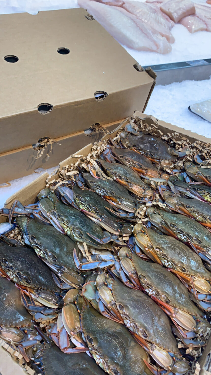 Soft Shell