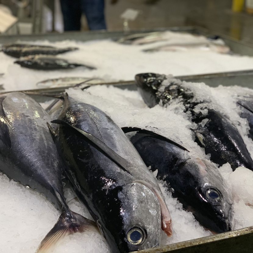 albacore