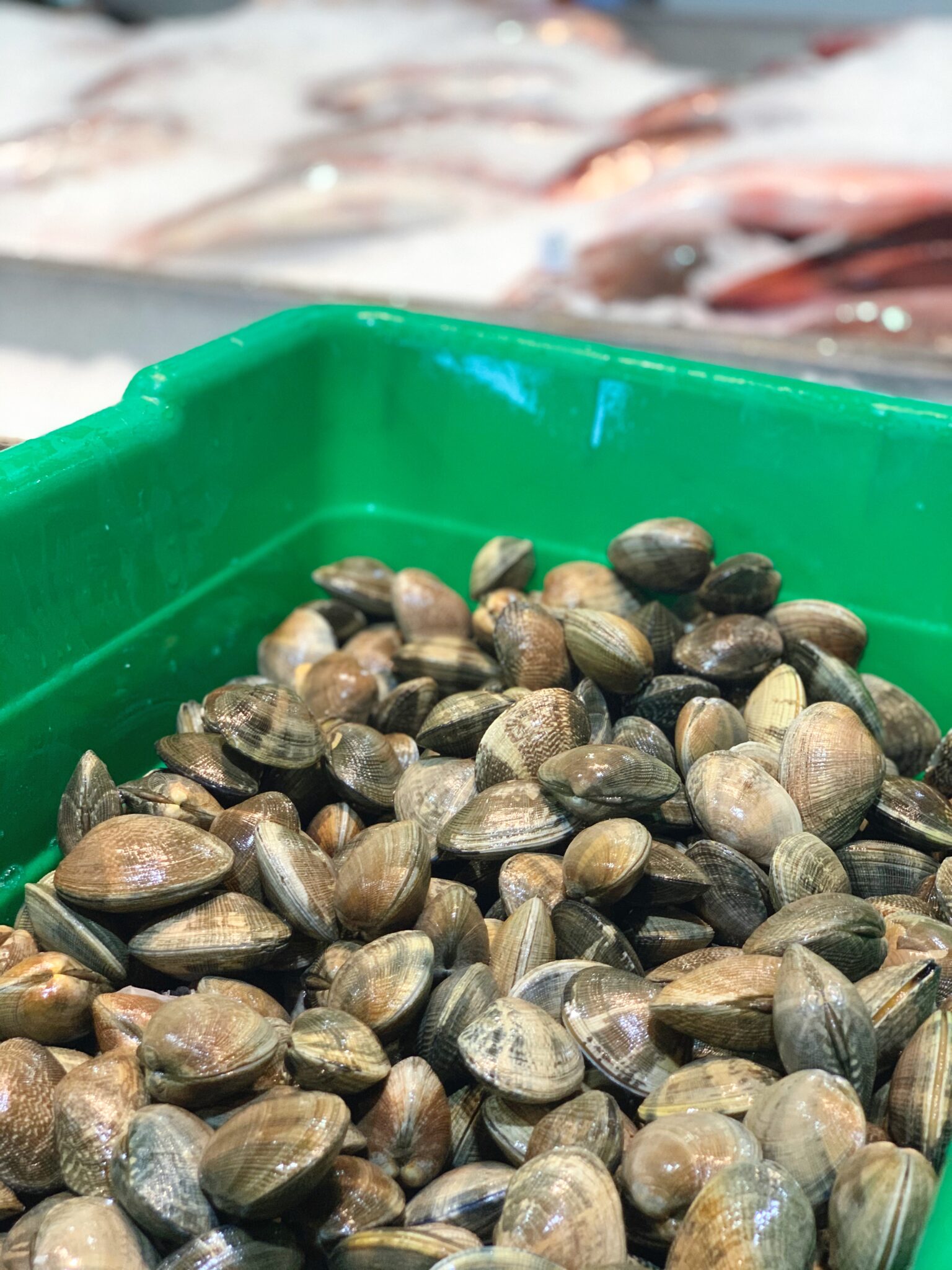 Manilla Clams Fog River